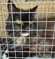 Shelter Stray Female Cat last seen Near BLOCK BRILLIANT AURORA LN, LAS VEGAS, NV 89183, 655 N Mojave Rd, Las Vegas, NV 89101, USA