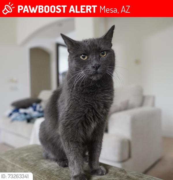 Lost Male Cat last seen Greenfield/Brown, Mesa, AZ 85205