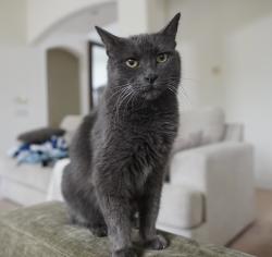 Lost Male Cat last seen Greenfield/Brown, Mesa, AZ 85205