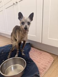 Found/Stray Male Dog last seen W fir street, Anaheim, CA 92801