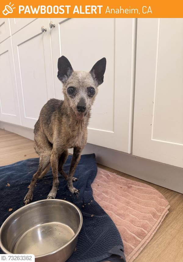 Found/Stray Male Dog last seen W fir street, Anaheim, CA 92801