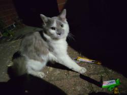 Found/Stray Unknown Cat last seen LE3, around Westcotes/Western Park area, Westcotes, England 