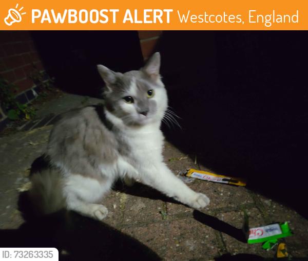 Found/Stray Unknown Cat last seen LE3, around Westcotes/Western Park area, Westcotes, England 