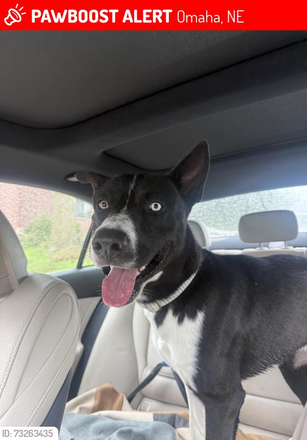 Lost Male Dog last seen Near s 31st st, Omaha, NE 68107