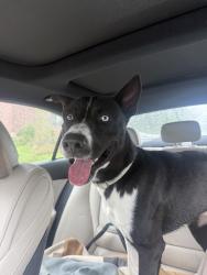Lost Male Dog last seen Near s 31st st, Omaha, NE 68107