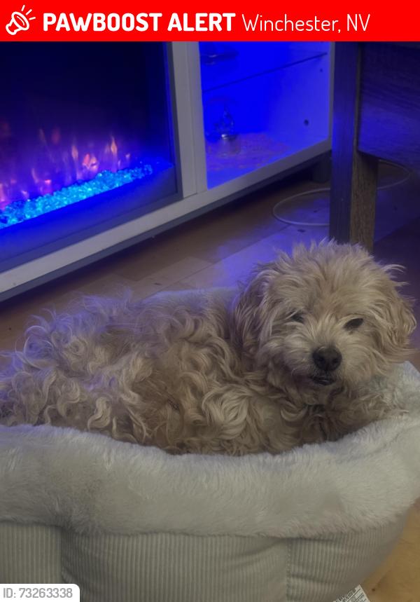 Lost Male Dog last seen McLeod and Sahara, Winchester, NV 89104