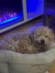 Lost Male Dog last seen McLeod and Sahara, Winchester, NV 89104