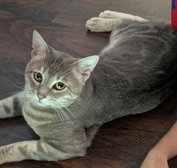 Reunited Male Cat last seen Hawkwood trl & Sycamore School, Fort Worth, TX 76123