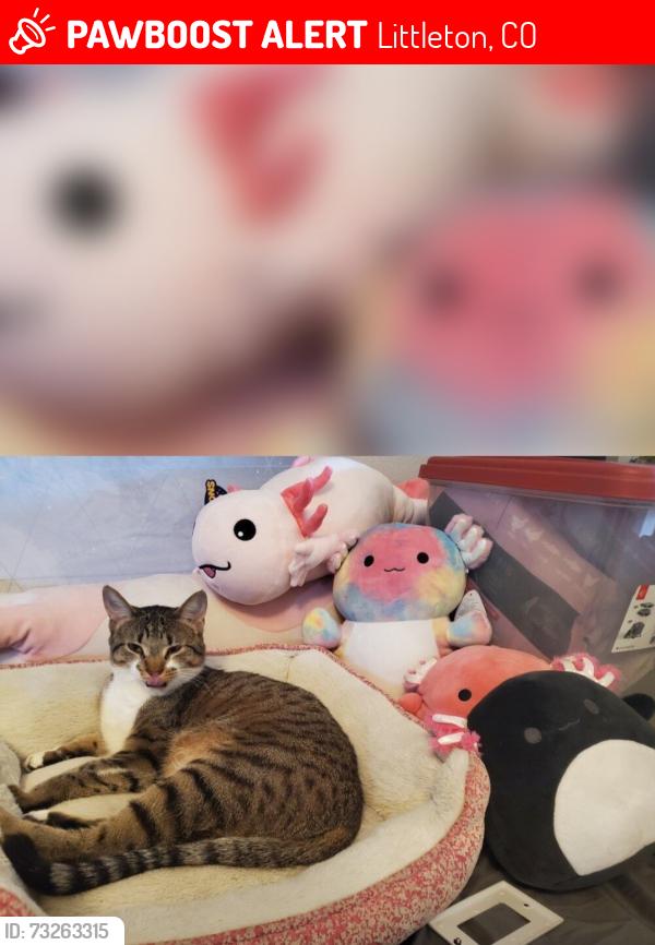 Lost Male Cat last seen DAKOTA STATION, Littleton, CO 80128