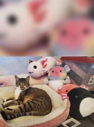 Lost Male Cat last seen DAKOTA STATION, Littleton, CO 80128