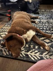 Found/Stray Female Dog last seen Wilcrest and southwest freeway, Houston, TX 77031