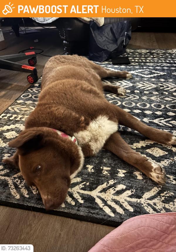 Found/Stray Female Dog last seen Wilcrest and southwest freeway, Houston, TX 77031