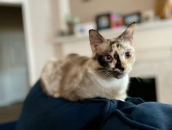 Lost Female Cat last seen Layton Castle Lane, Houston, TX 77429