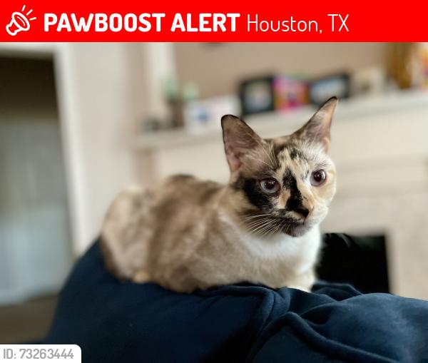 Lost Female Cat last seen Layton Castle Lane, Houston, TX 77429