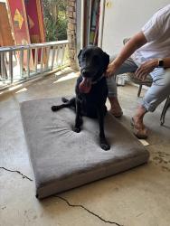Found/Stray Female Dog last seen Nohl Ranch Road and Rural Ridge, Anaheim, CA 92807