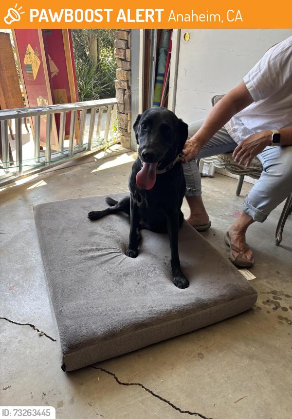 Found/Stray Female Dog last seen Nohl Ranch Road and Rural Ridge, Anaheim, CA 92807
