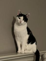 Reunited Male Cat last seen Weaver line and prospect st, Inman, SC 29349