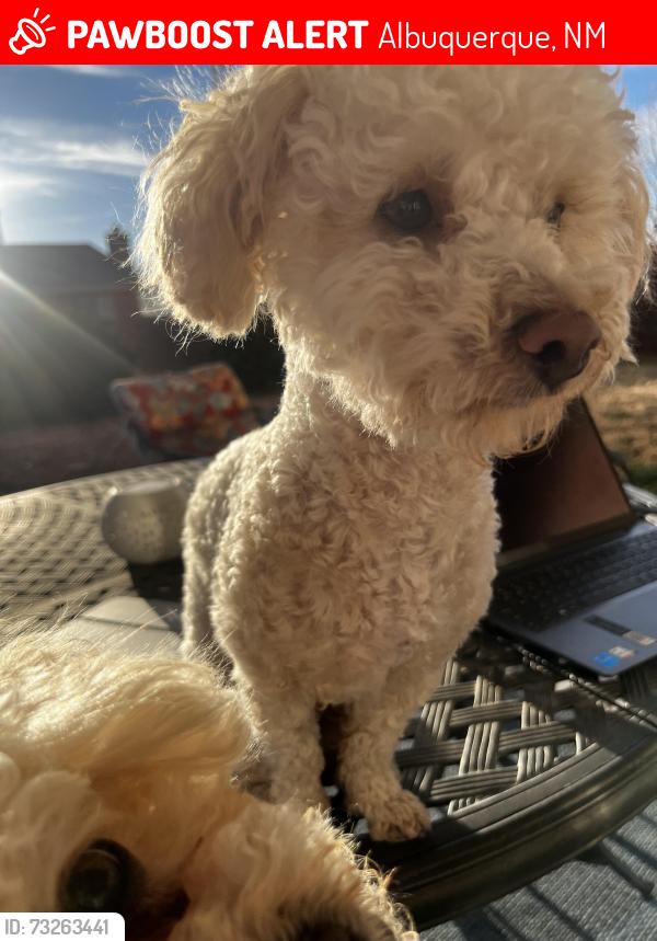 Lost Male Dog last seen Rainbow road, ventana ranch ,, Albuquerque, NM 87114