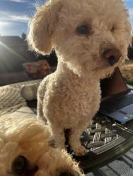 Lost Male Dog last seen Rainbow road, ventana ranch ,, Albuquerque, NM 87114