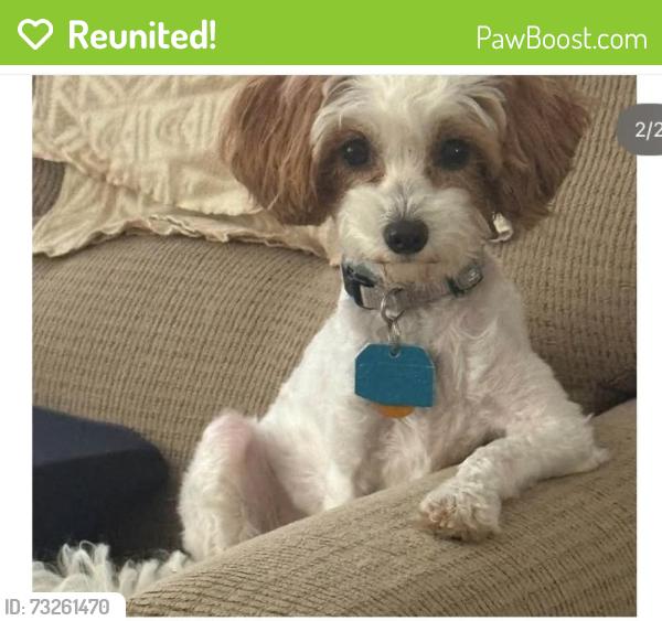 Reunited Female Dog last seen Hudson St, Northborough, MA 01532, USA, Northborough, MA 01532