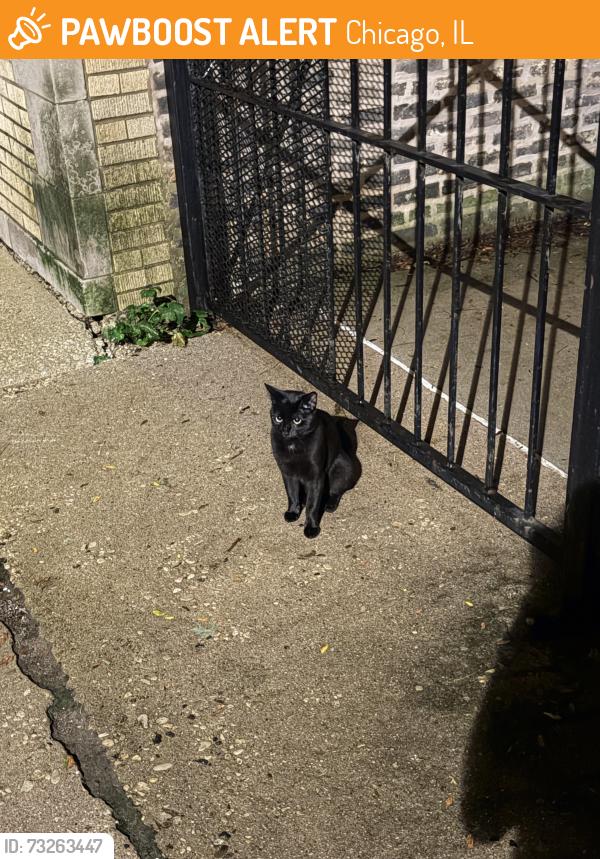 Found/Stray Male Cat last seen Belden and Cambridge, Chicago, IL 60614