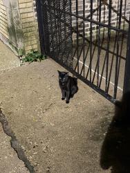 Found/Stray Male Cat last seen Belden and Cambridge, Chicago, IL 60614