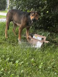 Found/Stray Male Dog last seen Jimmy Carter, Norcross, GA 30071