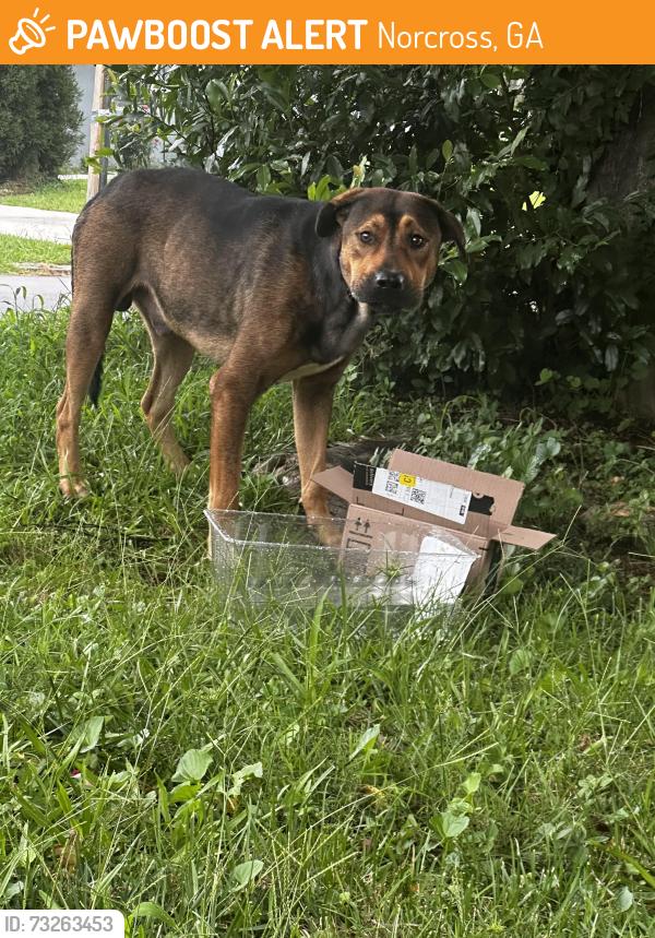 Found/Stray Male Dog last seen Jimmy Carter, Norcross, GA 30071
