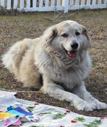 Reunited Male Dog last seen Minnesota Ave & Volusia Ave, Orange City, FL 32763