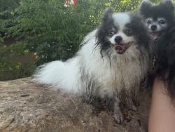 Reunited Male Dog last seen Poplar dr, Greenville, SC 29611