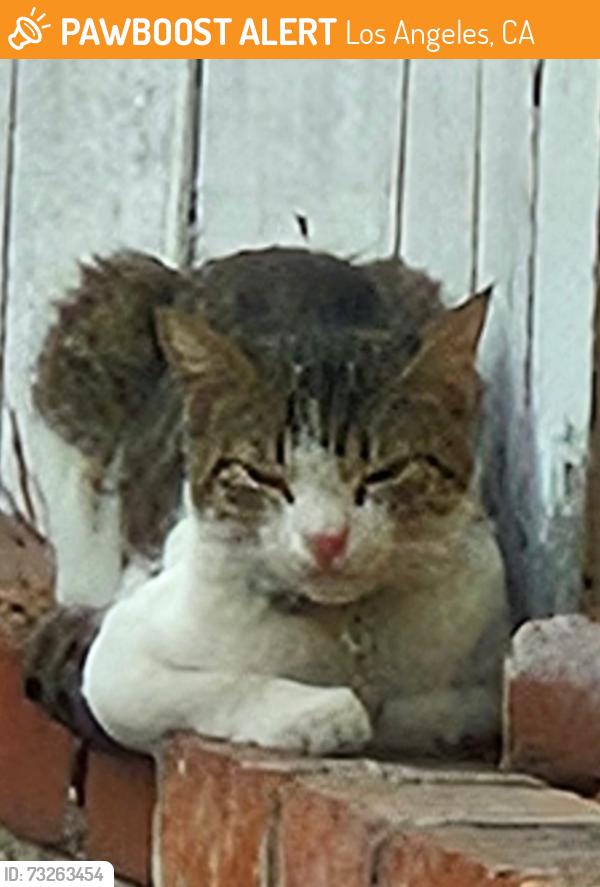 Found/Stray Unknown Cat last seen St Claire x burbank 91607, Los Angeles, CA 91607