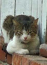 Found/Stray Unknown Cat last seen St Claire x burbank 91607, Los Angeles, CA 91607