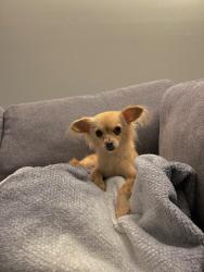 Lost Female Dog last seen Near School street, Suisun city, Suisun City, CA 94585