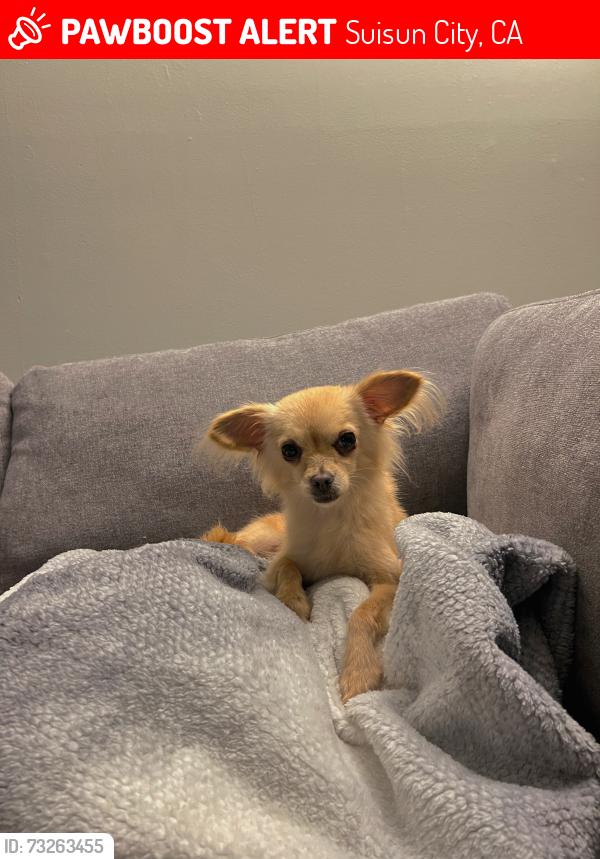 Lost Female Dog last seen Near School street, Suisun city, Suisun City, CA 94585