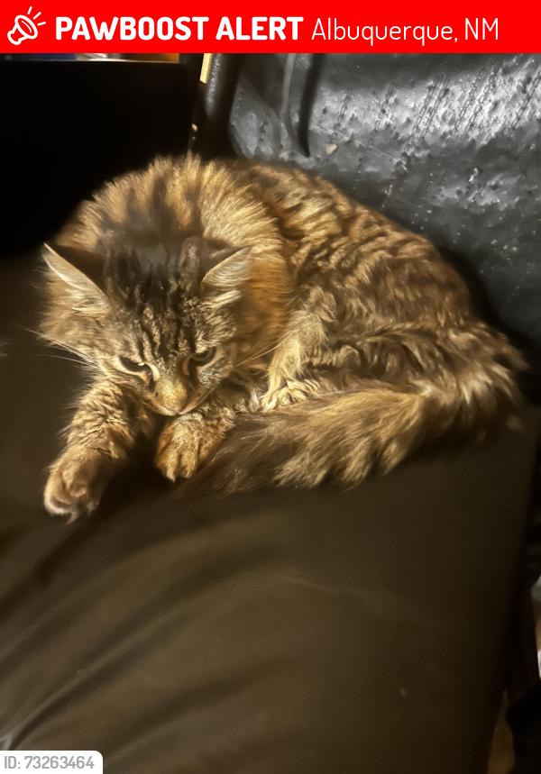 Lost Female Cat last seen Near juneberry street Albuquerque, Albuquerque, NM 87120