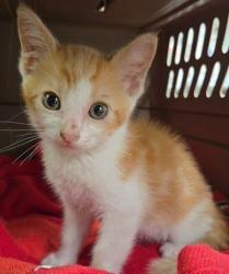 Shelter Stray Male Cat last seen Hopewell Rd & CA-180, Squaw (Yokuts) Valley Zone Fresno CO 4 93675, CA, 1510 W Dan Ronquillo Dr, Fresno, CA 93706, USA