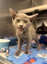 Shelter Stray Female Cat last seen Near Glenburnie Drive, New Bern, NC, 1639 Old Airport Rd, New Bern, NC 28562, USA