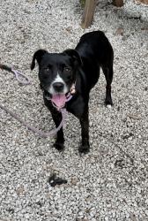 Shelter Stray Female Dog last seen Near Hanover Woods Rd Lithonia, GA 30058, 30058, GA, 3280 Chamblee Dunwoody Rd, Chamblee, GA 30341, USA