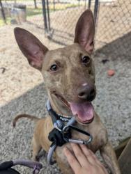 Shelter Stray Male Dog last seen Near Parklake Drive NE Atlanta Georgia 30345, 30345, GA, 3280 Chamblee Dunwoody Rd, Chamblee, GA 30341, USA