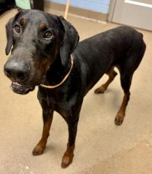 Shelter Stray Male Dog last seen Near Herrenhut Rd Lithonia, GA 30038, 30038, GA, 3280 Chamblee Dunwoody Rd, Chamblee, GA 30341, USA
