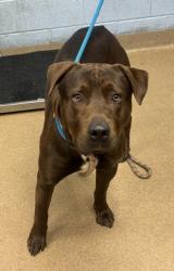Shelter Stray Male Dog last seen Near Morningside Village Lane, 30340, GA, 3280 Chamblee Dunwoody Rd, Chamblee, GA 30341, USA