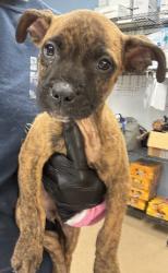 Shelter Stray Male Dog last seen Near MITCHELL DR, 30032, GA, 3280 Chamblee Dunwoody Rd, Chamblee, GA 30341, USA