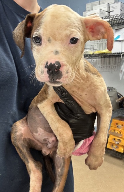 Shelter Stray Male Dog last seen Near MITCHELL DR, 30032, GA, 3280 Chamblee Dunwoody Rd, Chamblee, GA 30341, USA
