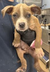 Shelter Stray Male Dog last seen Near MITCHELL DR, 30032, GA, 3280 Chamblee Dunwoody Rd, Chamblee, GA 30341, USA