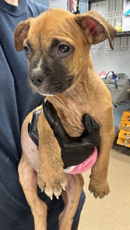 Shelter Stray Male Dog last seen Near MITCHELL DR, 30032, GA, 3280 Chamblee Dunwoody Rd, Chamblee, GA 30341, USA