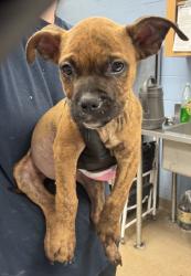 Shelter Stray Male Dog last seen Near MITCHELL DR, 30032, GA, 3280 Chamblee Dunwoody Rd, Chamblee, GA 30341, USA