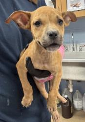 Shelter Stray Female Dog last seen Near MITCHELL DR, 30032, GA, 3280 Chamblee Dunwoody Rd, Chamblee, GA 30341, USA