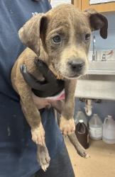 Shelter Stray Female Dog last seen Near MITCHELL DR, 30032, GA, 3280 Chamblee Dunwoody Rd, Chamblee, GA 30341, USA