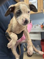 Shelter Stray Female Dog last seen Near MITCHELL DR, 30032, GA, 3280 Chamblee Dunwoody Rd, Chamblee, GA 30341, USA