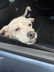 Shelter Stray Unknown Dog last seen Near 2nd Ave, Decatur, GA 30032, 30032, GA, 3280 Chamblee Dunwoody Rd, Chamblee, GA 30341, USA